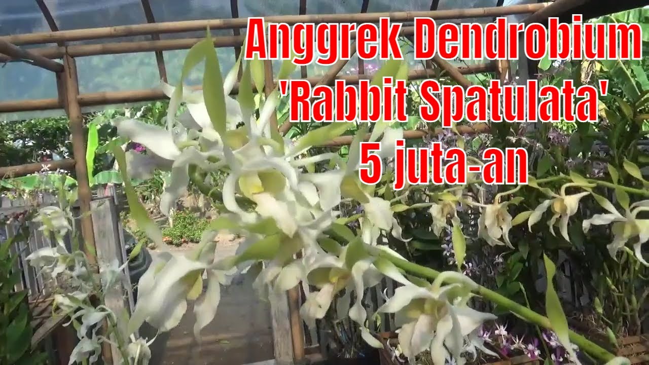 Dendrobium Rabbit Anggrek Dendrobium 'Rabbit Spatulata' koleksinya Anggrek Jawa Barat ...