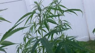 Outdoor Grow July 31 ￼