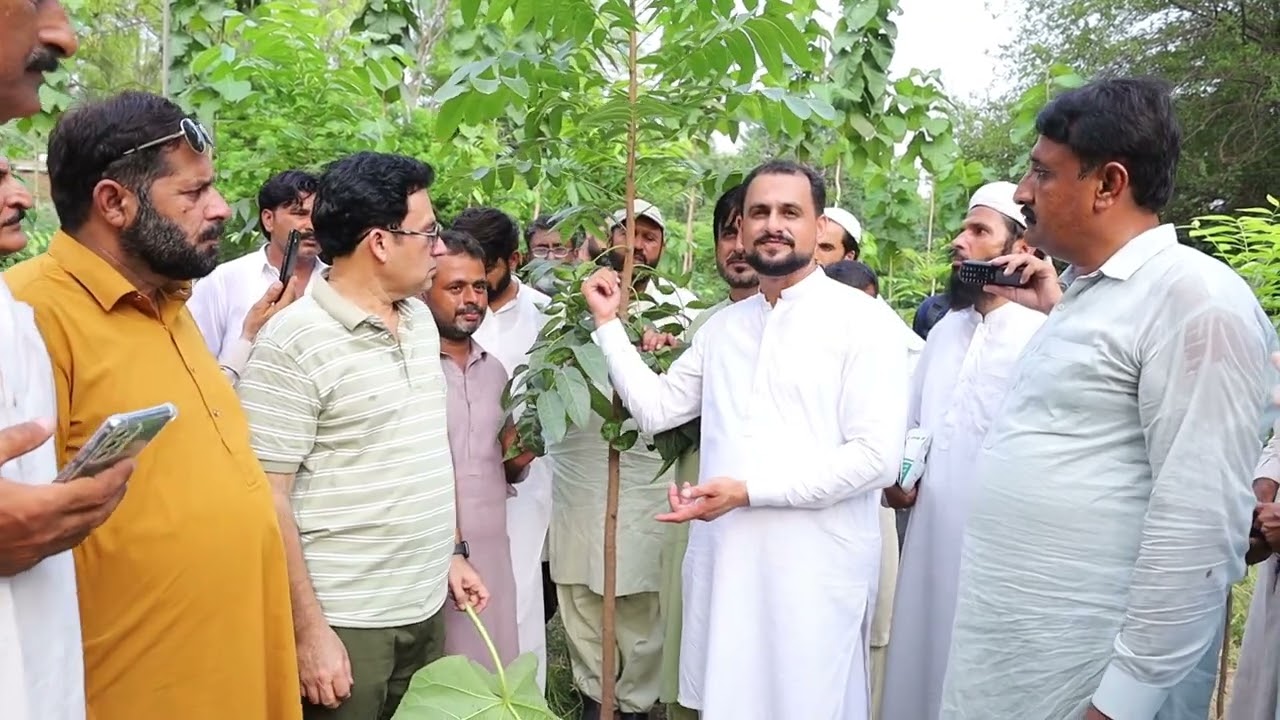 Mahogany Tree Cultivation in Pakistan | Punjab Research Institute Faisalabad Successful Experiments