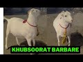 Khubsoorat barbare for sale kanpur bakra mandi