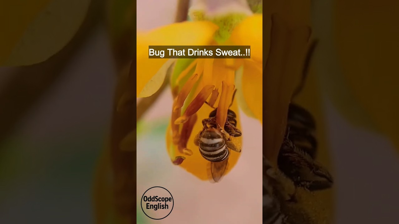 Bug That Drinks Sweat..!!  The Sweat Bee Explained! 