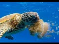 Turtle Eats Jellyfish