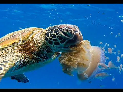 jellyfish turtle eats