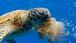 Turtle Eats Jellyfish