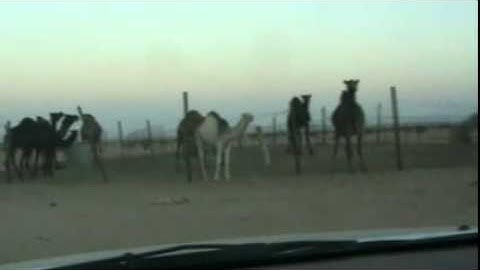 دحيم الحماد تلاوة من سورة القمر 1431