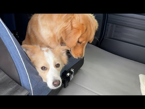 飼い主がいなくなった瞬間にイタズラするゴールデンレトリバーの子犬【#ボーダーコリー#ゴールデンレトリバー】