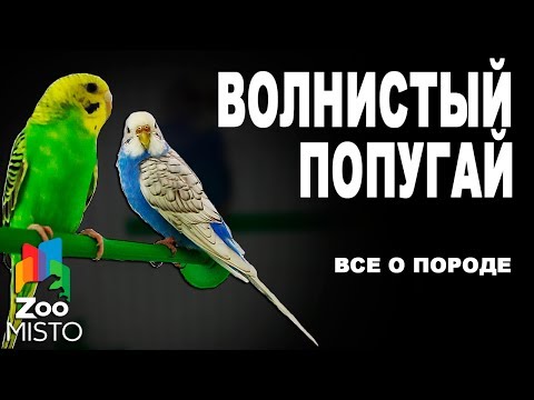 Волнистый попугай - Все о породе | Попугай породы - Волнистый