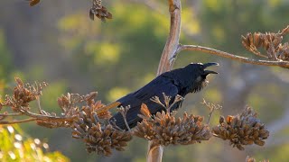 Female Raven Sounds - (Bella) filmed 12.16.2024
