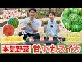 【家庭菜園】プランターでも育てやすい！甘小丸スイカの育て方