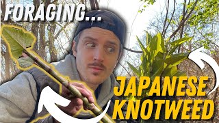 Foraging Japanese Knotweed (Identifying + Processing)