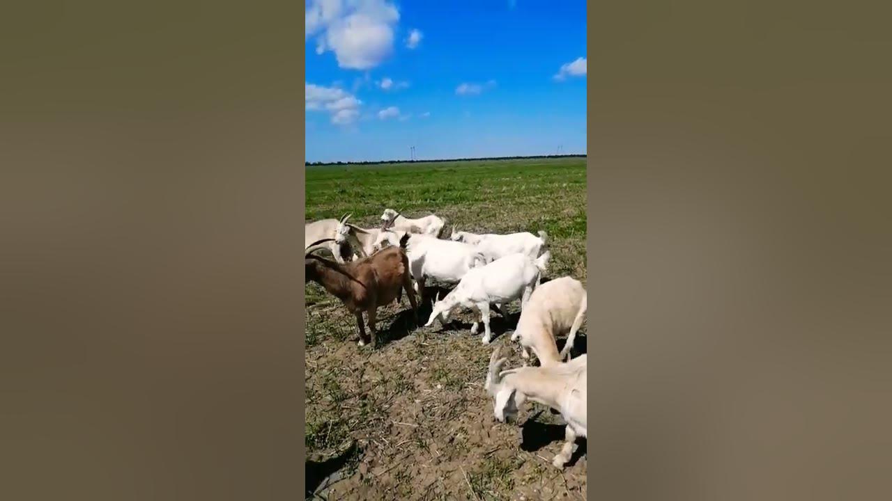 Коза нубийская на продажу - YouTube