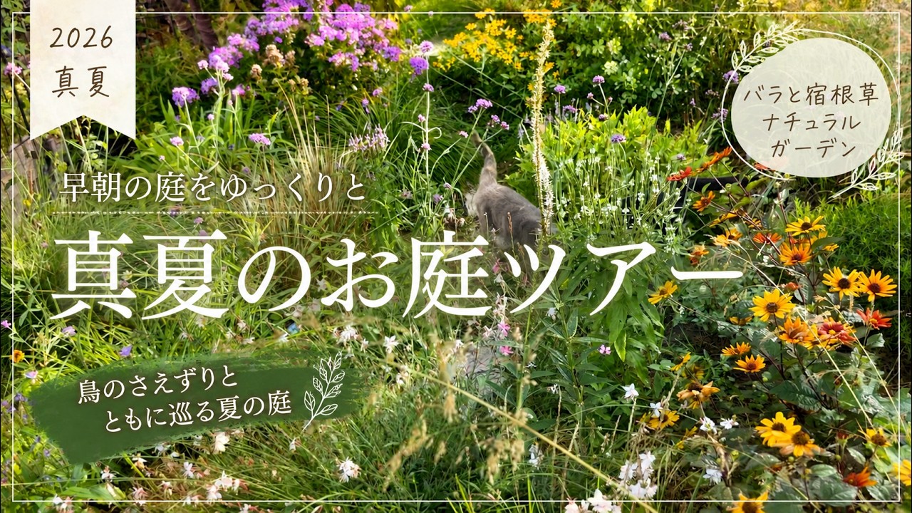 【8月の庭】猛暑でも元気な植物、弱った植物｜真夏の日向ガーデンツアー｜2026/8/9