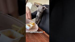 Eyes on the prize…and the fries   #iggy #fries #yummy #snacks #italiangreyhound