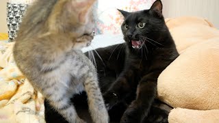 子猫が先輩猫にガチギレされました...w【保護猫】