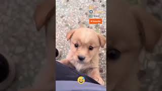😜🤣 how to do summersalt | cute puppy | #shorts
