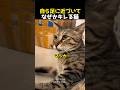 自ら足に近づいてなぜかキレる猫