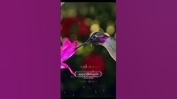 هذا خلق الله ❤ | تلاوة خاشعة | الشيخ محمد صديق المنشاوي حالات واتس آب دينية ‌💚😍