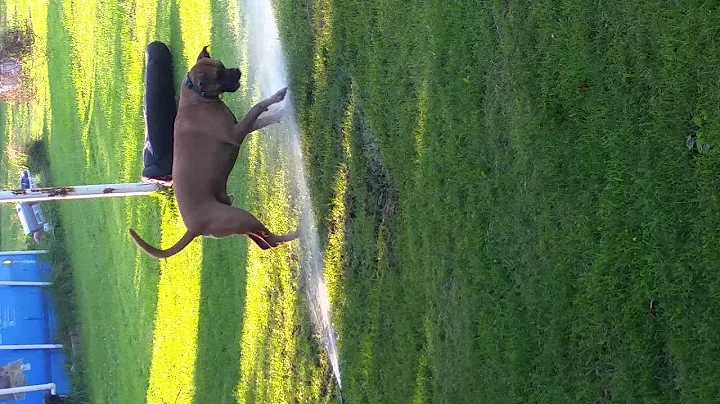 Dog Days of summer.