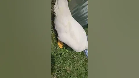 Tiki struggling with her leg today.
