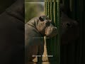 The History Of Il Cacto Hipopotamo Meme Italianbrainrot History The History Of Il Cacto Hipopotamo Meme Italianbrainrot History