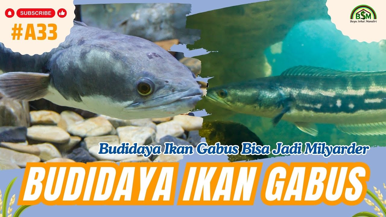 Budidaya Ikan Gabus Bisa Jadi Milyarder