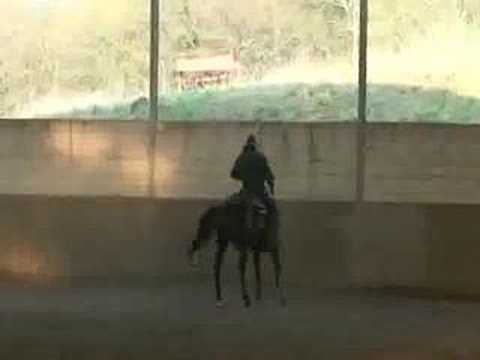 free horse training video stop work