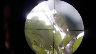 Tekukur one shoot one kill crooot😉😉