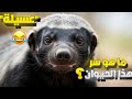 إكتشف سر هذا الحيوان الشجاع غرير العسل الملقب ب عسيلة 
