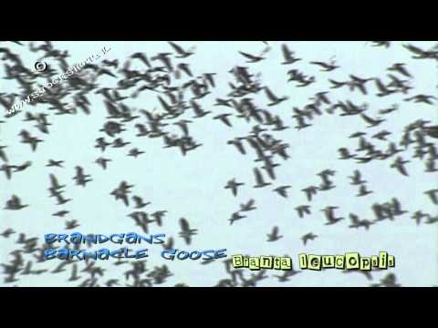 Bird migration in The Netherlands #01- barnacle geese