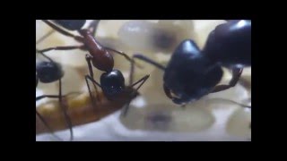 Camponotus ligniperda colony (macro)