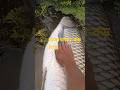 অসাধারণ fish #shorts #fishing