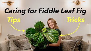 Fiddle Leaf Fig Tree Care - Light, water, temperature, humidity, propagating, and tips!