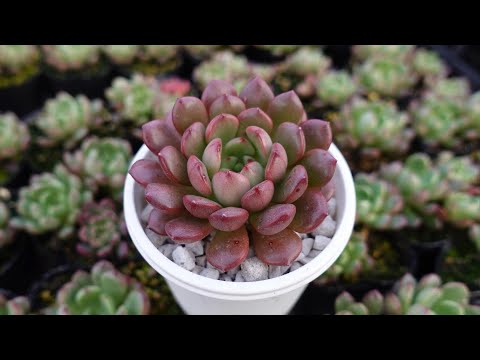 多肉植物  レア品種 Let's Be Be 多肉植物  レア品種 Let's