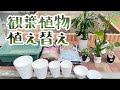 観葉植物の植替え～セラアート鉢でオシャレに変身