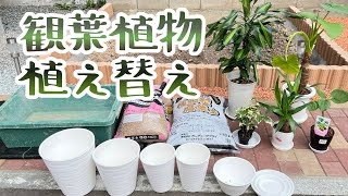 観葉植物の植替え～セラアート鉢でオシャレに変身