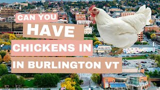Living In Burlington Vermont's NNE | Got Chickens 🐓