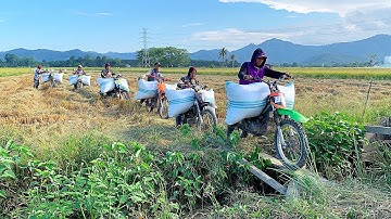 Para ojek gabah semangat mendapat lahan kering | saling kejar-kejaran dan adu skill