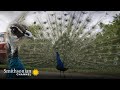 Peacock Mating Behavior and Attributes