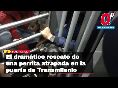 El dramático rescate de una perrita atrapada en la puerta de anticolados de Transmilenio