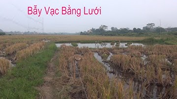 Cách Bẫy Vạc Bằng Lưới/ Anh em tham khảo