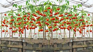 Use this method to grow tomatoes for your family. Not everyone wants to tell you