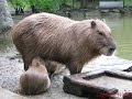 Magical Sound Mother Capybara Makes As Babies Suckleマジカルサウンド母赤ちゃんが授乳