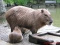 Magical Sound Mother Capybara Makes As Babies Suckle