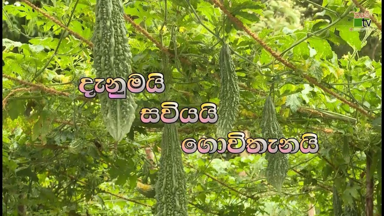 දැනුමයි සවියයි ගොවිතැනයි-කරවිල වගාවේ ජය ලැබු රාජ්‍ය නිළධරුවේක්-Department Of Agriculture