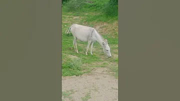حمار الصحراء الاغ حمار 