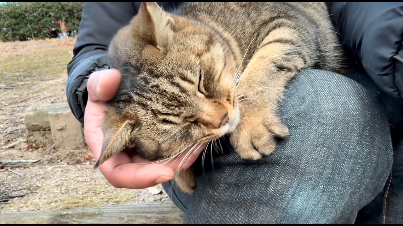 思いっきり甘えたい気分の女子キジ猫ちゃんの期待に応えて膝の上 - YouTube