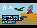 Why are birds the only surviving dinosaurs? | Natural History Museum