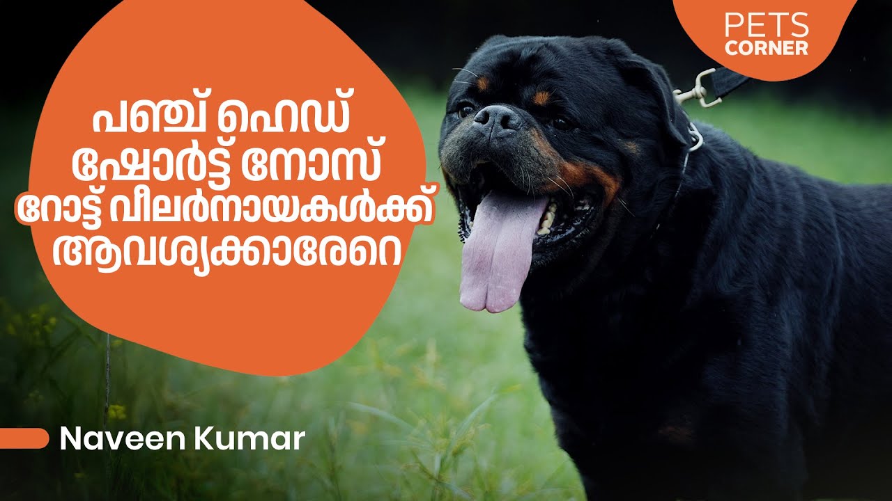 പഞ്ച് ഹെഡ് ഷോര്‍ട്ട് നോസ് റോട്ട് വീലര്‍നായകള്‍ക്ക് ആവശ്യക്കാരേറെ.. Naveen Kumar  @keralapetscorner​