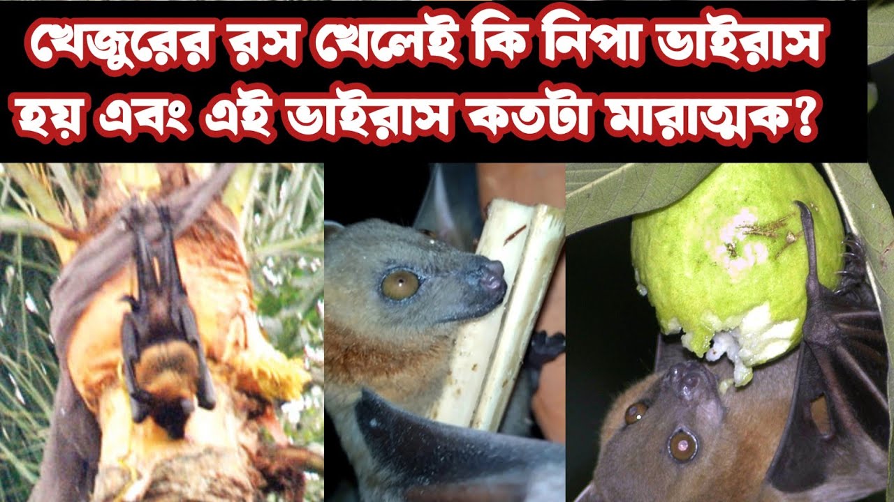 খেজুরের রস খেলেই কী নিপা ভাইরাস ছড়াই ও ভাইরাস কতটা মারাত্মক Nipah virus and how deadly is the virus?