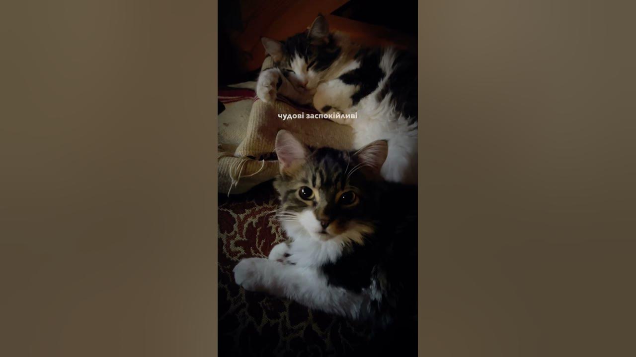 Заспокійливе #українською #настрій #кіт #котик #котики - YouTube